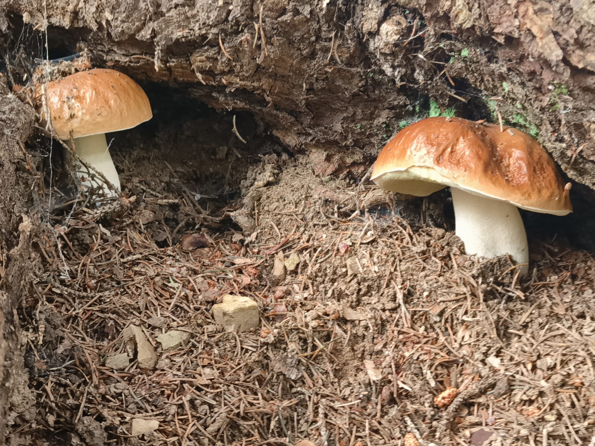 Porcini mushrooms in the forest